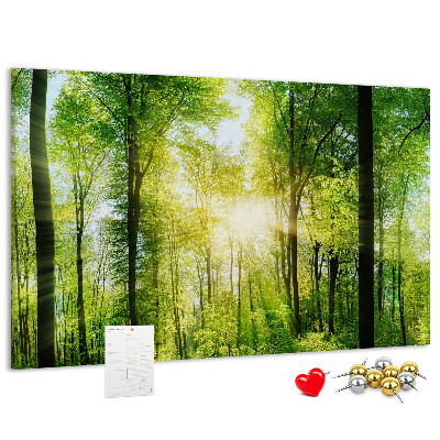 Kurkbord groen bos met zonnestralen