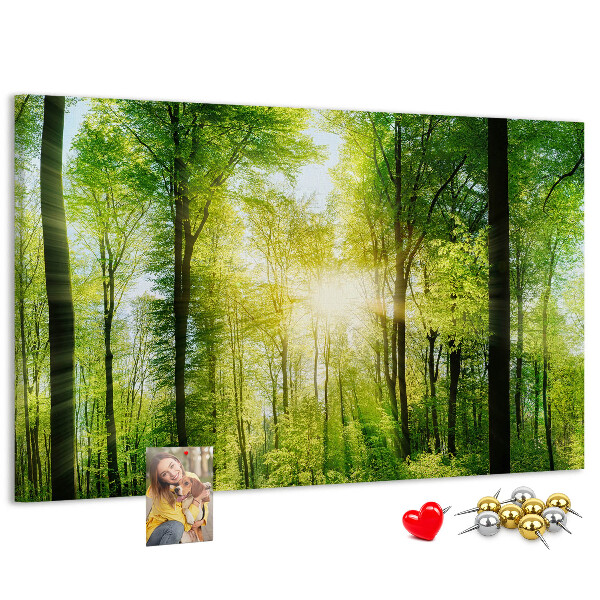 Kurkbord groen bos met zonnestralen