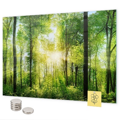 Magnetisch bord Bosbomen in de natuur