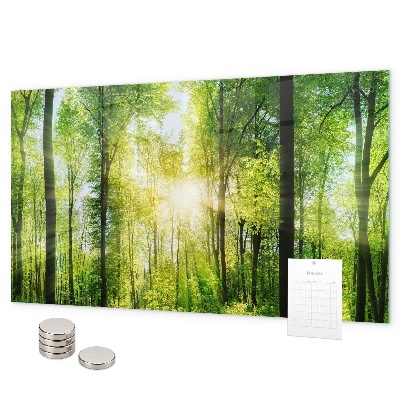 Magnetisch bord Bosbomen in de natuur