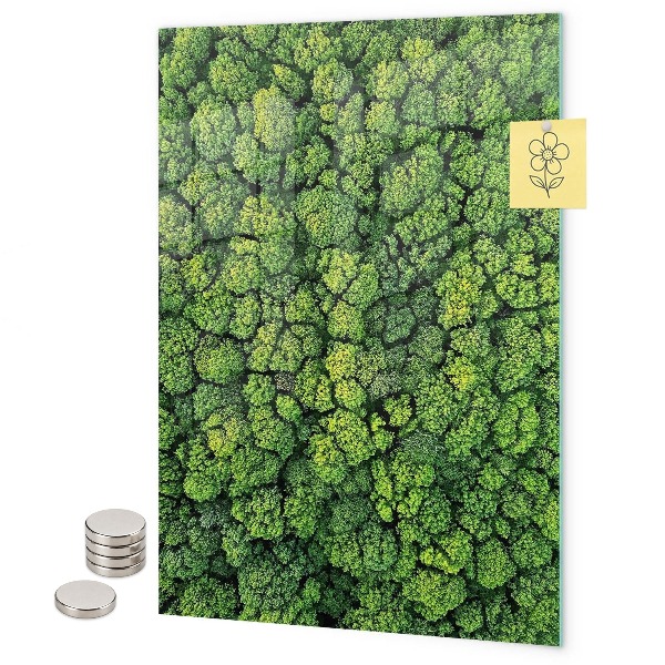 bomen natuur bos