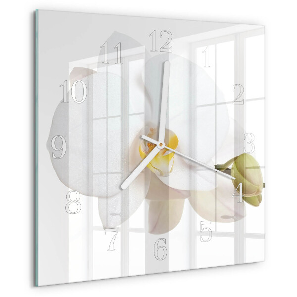 Orchidee